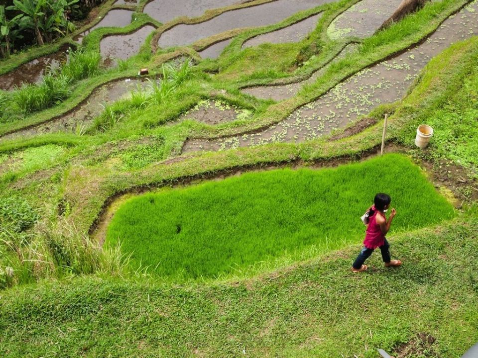 Campos de arroz