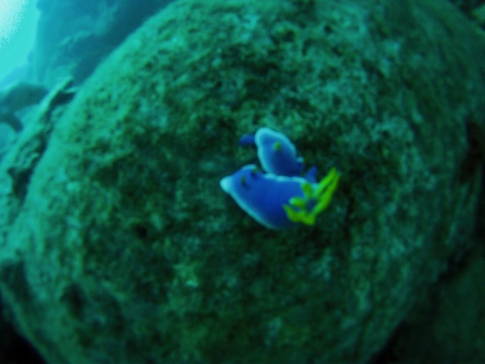 Nudibranquios