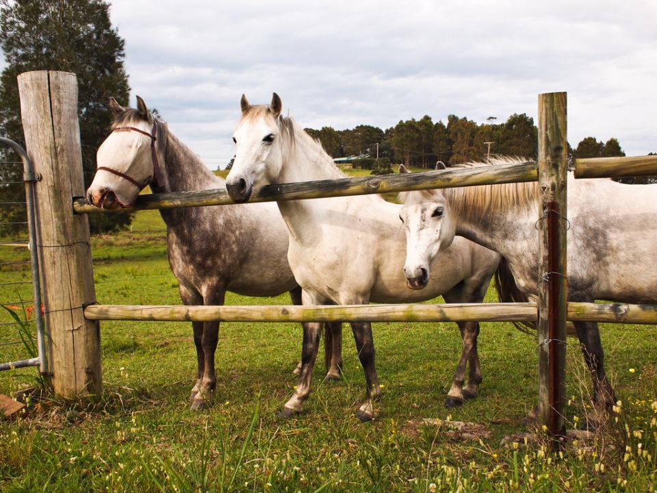 Caballitos