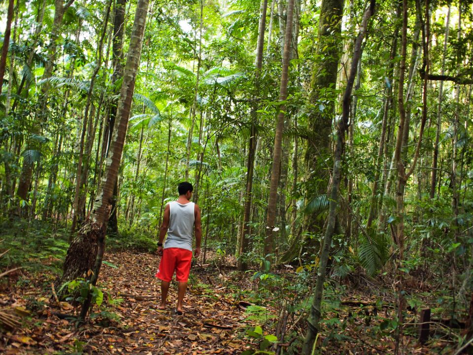 En medio de la jungla