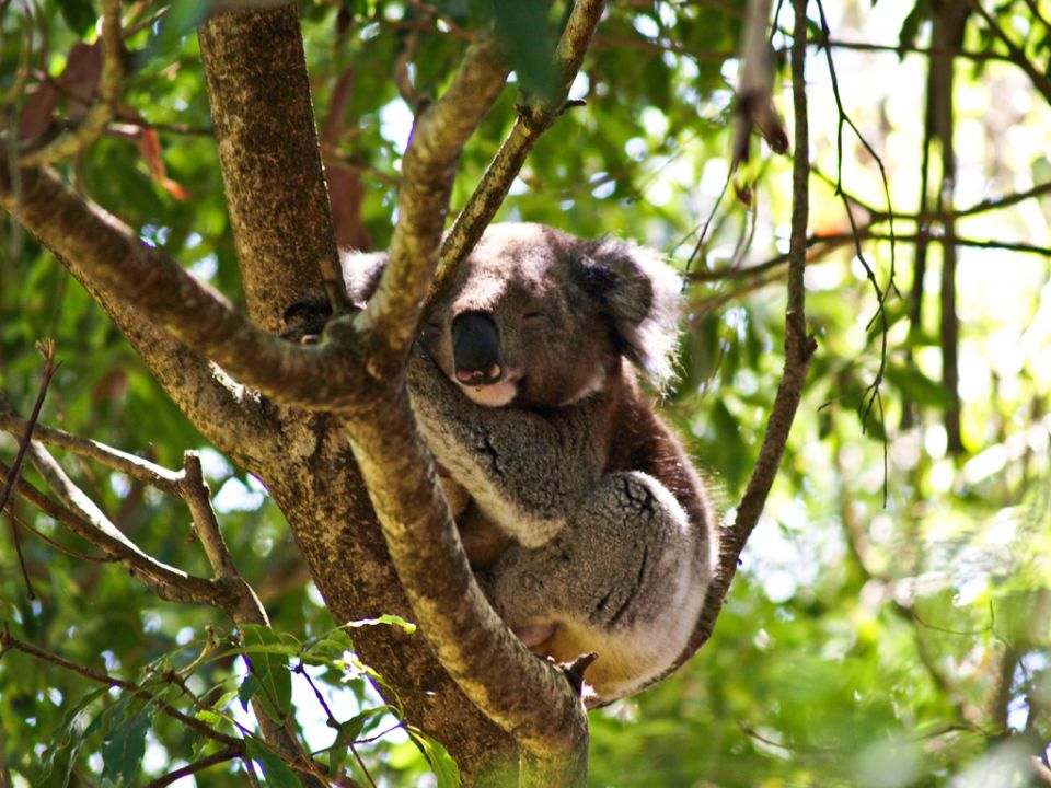 Koala