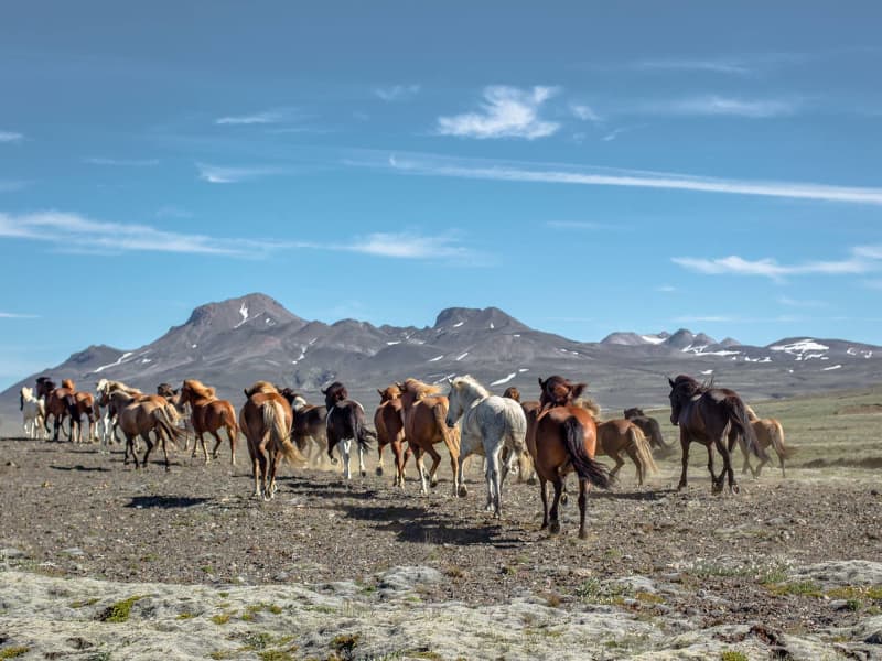 Riding Tours South Iceland