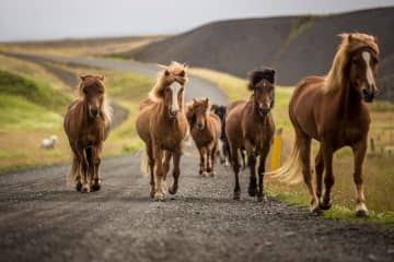 Hestasport Activity Tours