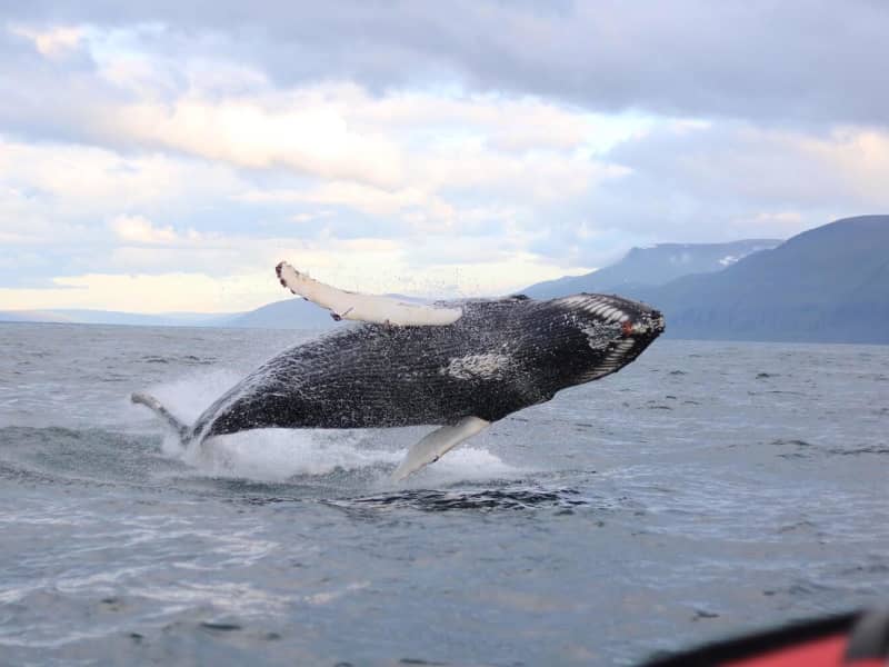 Húsavík Adventures