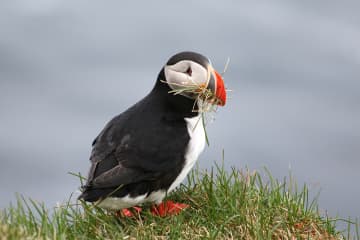 Westfjords Adventures