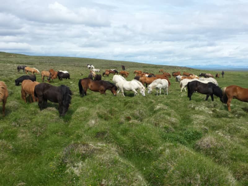 Horses and Tours