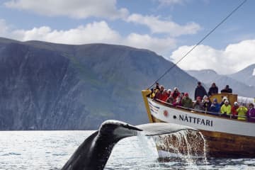 North Sailing Whale Watching