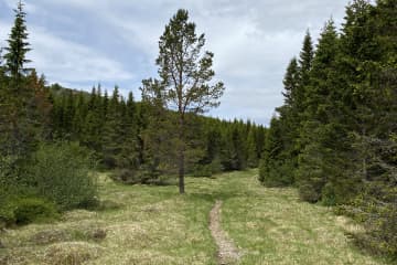 Jafnaskarðsskógur forestry hiking trail