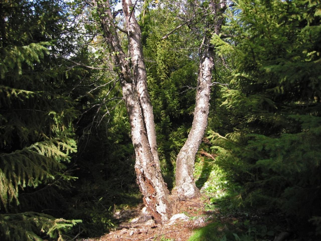 Þórðarstaðir Forest