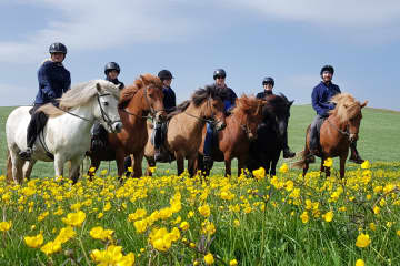 Icelandic HorseWorld