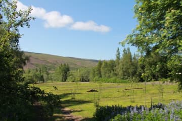 Vaglaskógur Forest