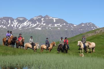 Skorrahestar, riding tours