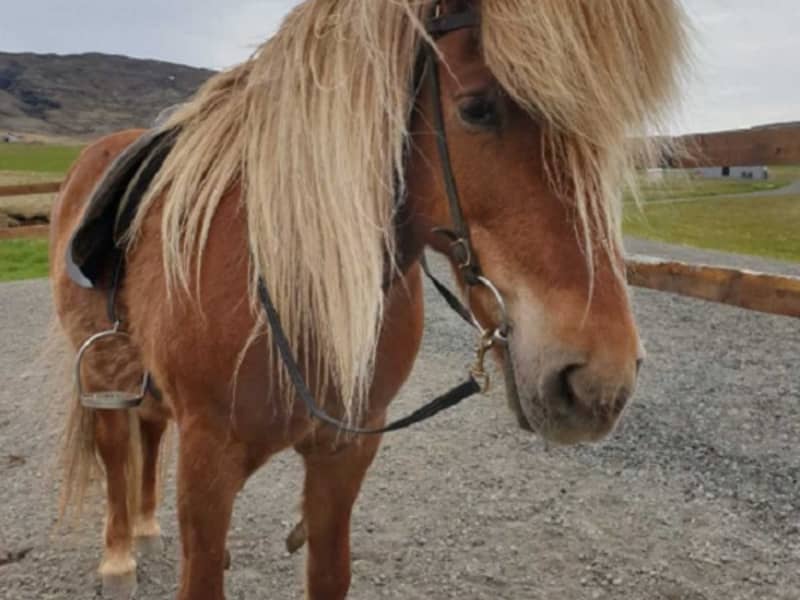 Sveitagarðurinn - petting zoo and activity park