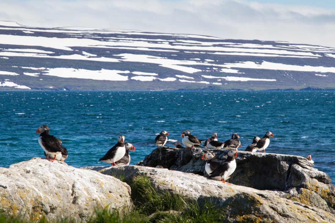 Vigur | Visit Westfjords