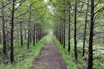 Álfholtsskógur foresty