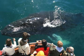 Arctic Sea Tours