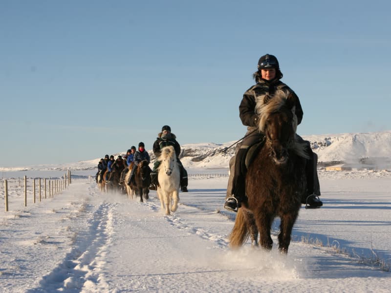 Horse Activities Visit South Iceland