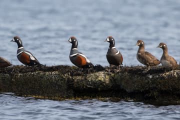 Vatnsleysuströnd - Reykjanesbær - Birding trails