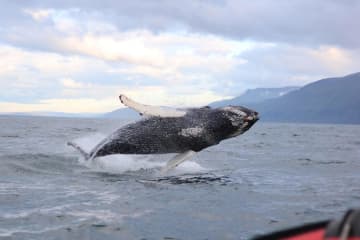 Húsavík Adventures