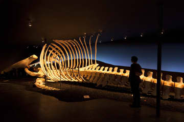 Húsavík Whale Museum