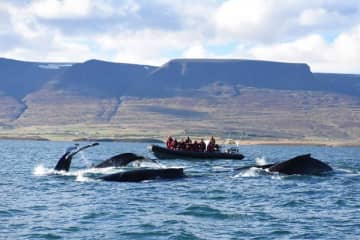 Akureyri Whale Watching