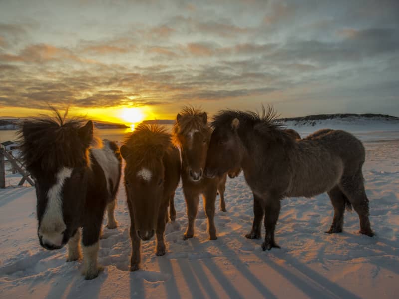 Victor Örn Victorsson / Strandahestar / Horse Rental