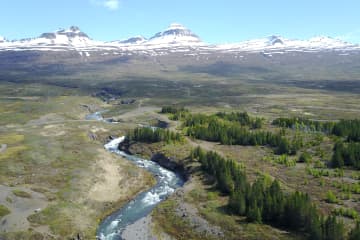 Aldamótaskógur at Tinna