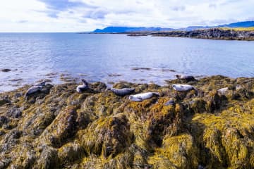 Seals at Ytri-Tunga