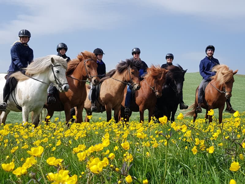 Icelandic HorseWorld