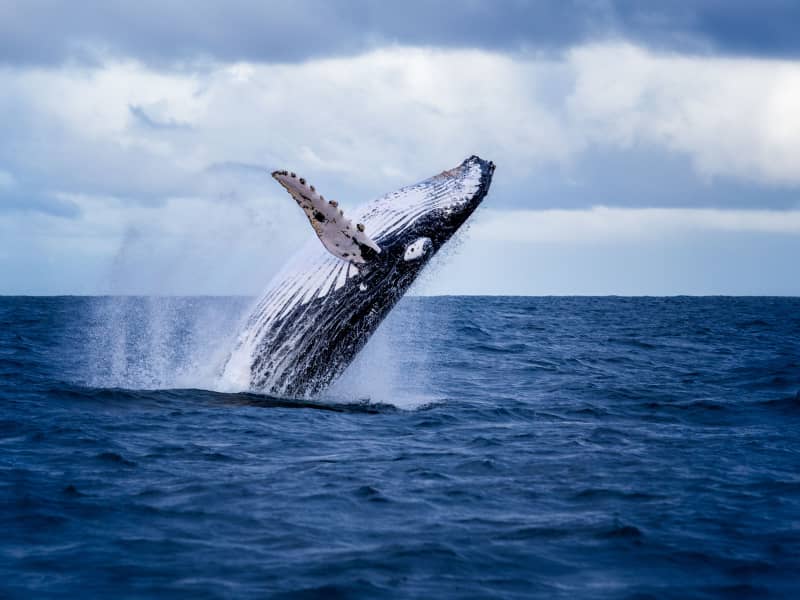 10 Places Where You Can See Whale Bones Outside a Museum - Atlas