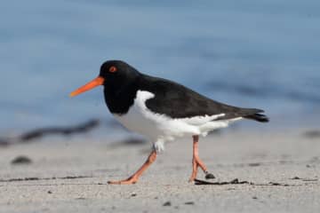 Garður - Kalmanstjörn - Birding trails