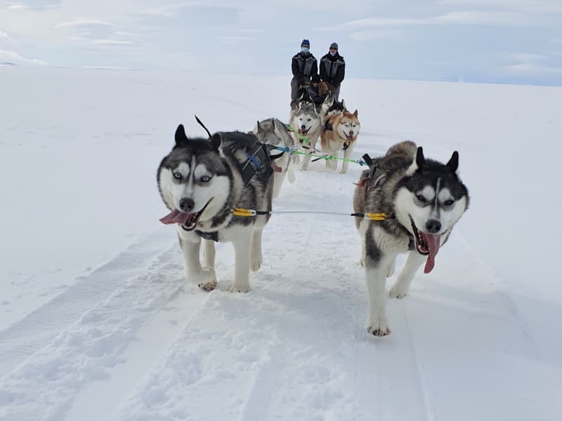 Snow Dogs