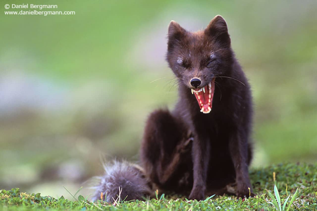 The Arctic Fox Center | Visit Westfjords