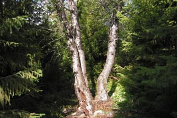 Þórðarstaðir Forest