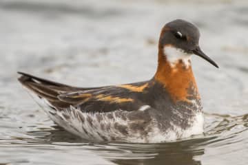 Hraunsvík - Kleifarvatn - Birding trails