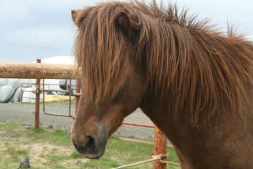 Arctic Horses