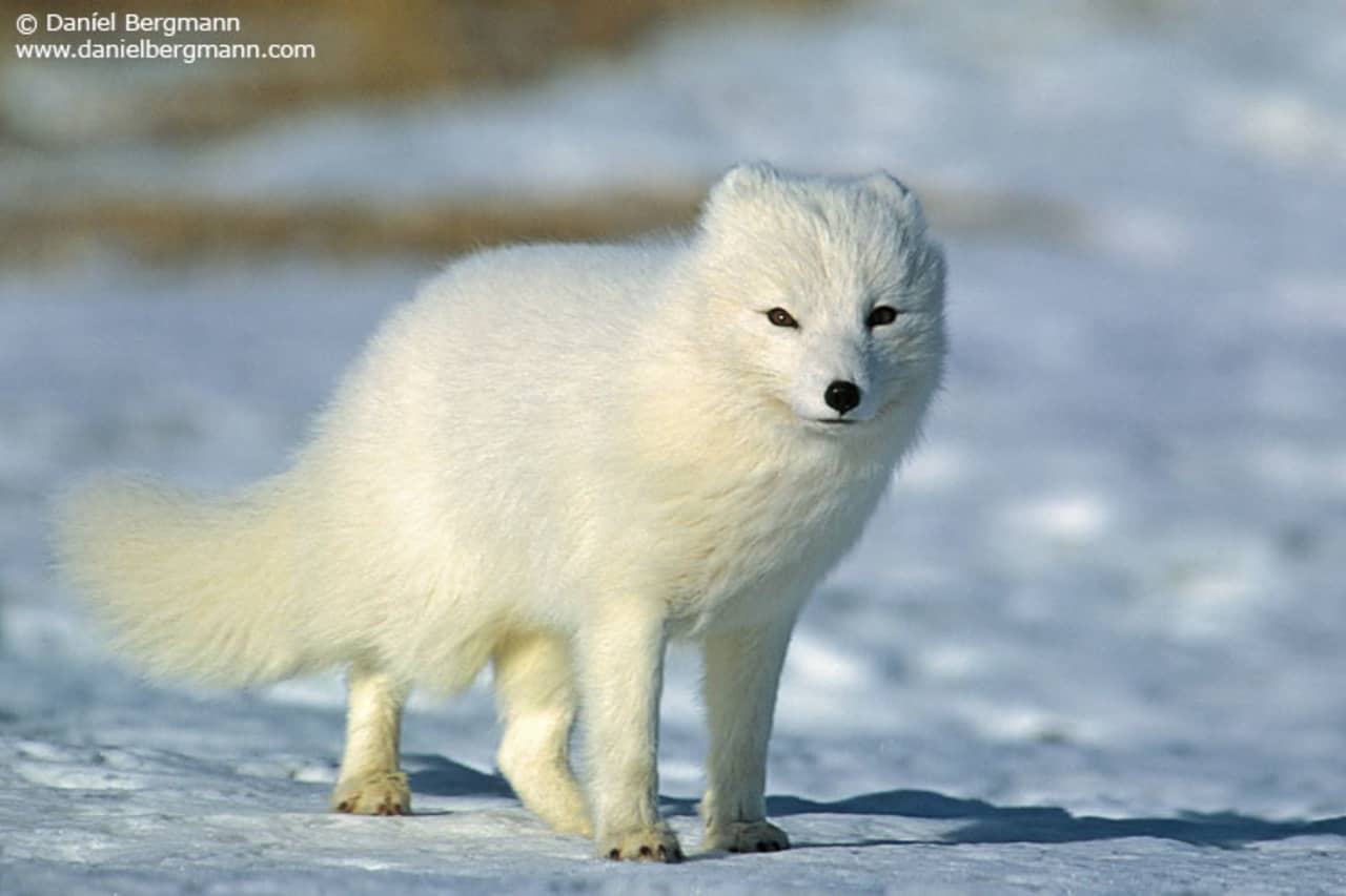 The Arctic Fox Center | Visit Westfjords