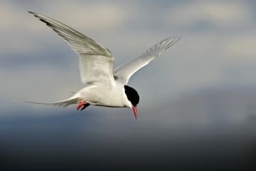 Birds of South Iceland