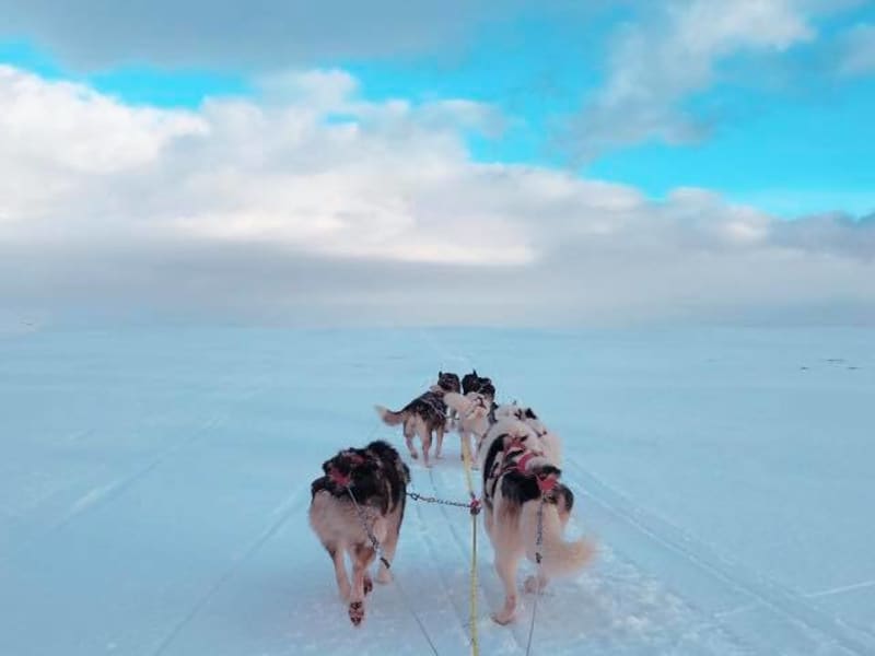 Hundasledaskoli Skridhusky