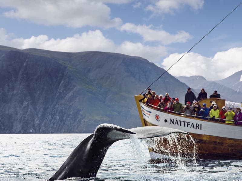 North Sailing Whale Watching