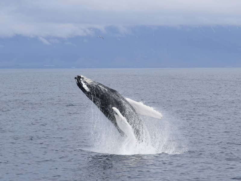 A humpback jumping close to Reykjavik