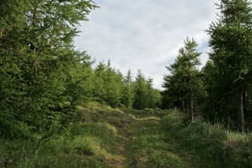 Vaglir Forest