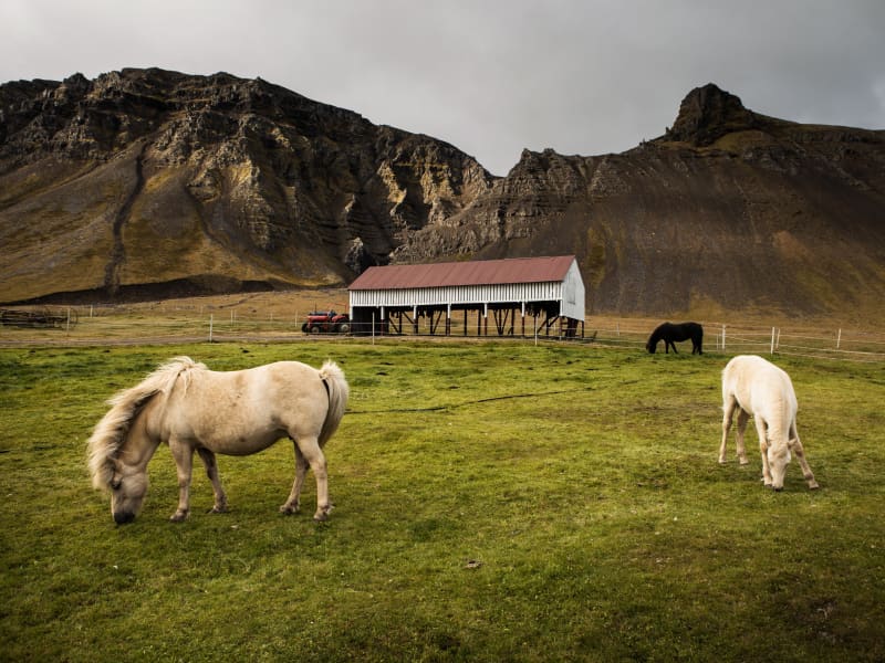Hestar á beit fyrir utan hákarlasafnið í Bjarnarhöfn