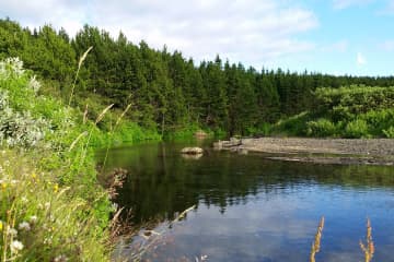 Þjórsárdalsskógur Forest