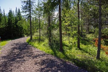 Hallormsstaður National Forest