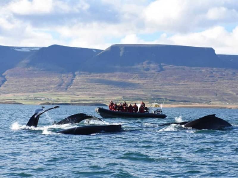 Akureyri Whale Watching