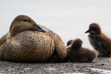 Sandvík - Grindavík - Birding trails