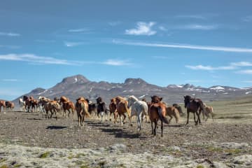 Riding Tours South Iceland