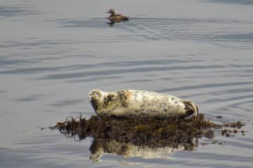 Seals