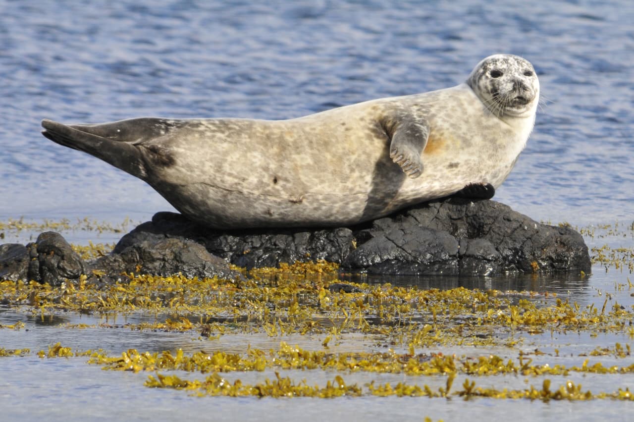 Vatnsnes Seals Iceland Birdlife Seal Watching Iceland Visit North Iceland